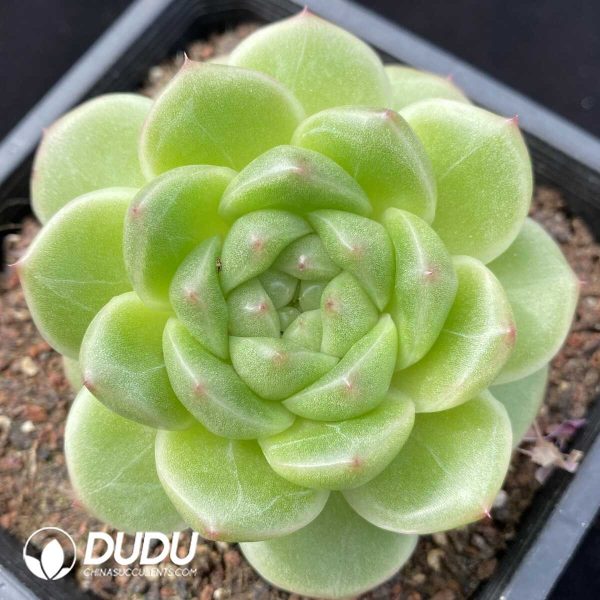 Echeveria M100 - Image 1