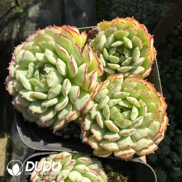 Echeveria Little Red Boat Clustering - Image 1