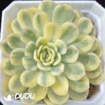 ‌Echeveria Moonlight Variegated