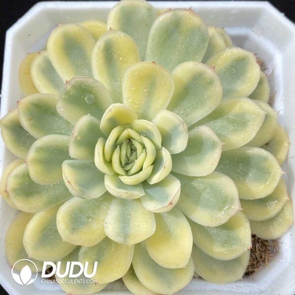 ‌Echeveria Moonlight Variegated - Image 1