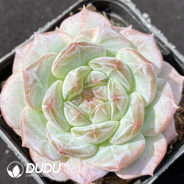 Echeveria Yunshuiyao - Image 1