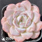 Echeveria Iced Americano