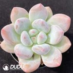 Echeveria Hybrid Cheese