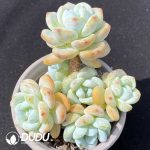 Cold Incense Clustering