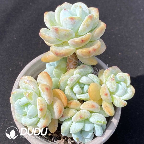 Cold Incense Clustering - Image 1