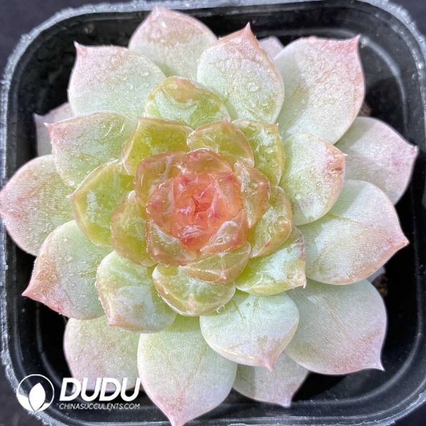 Echeveria Wild Fire Sunflower - Image 1