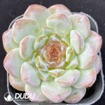 Echeveria Coral Island
