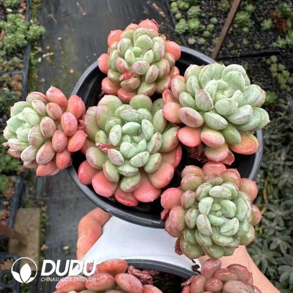 Echeveria Red Egg Clustering - Image 1