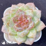 Echeveria Ice Glaze