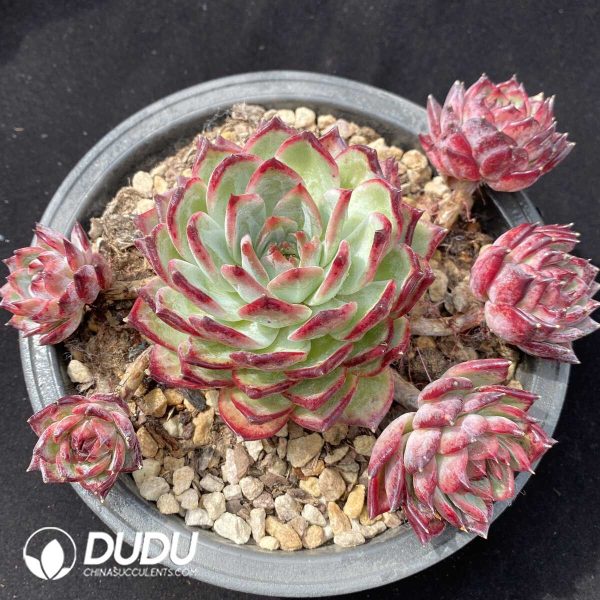 Echeveria Latam Colorata Cluster - Image 1