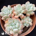 Pachyveria Perfume Orange Cluster