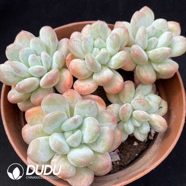 Pachyveria Perfume Orange Cluster - Image 1