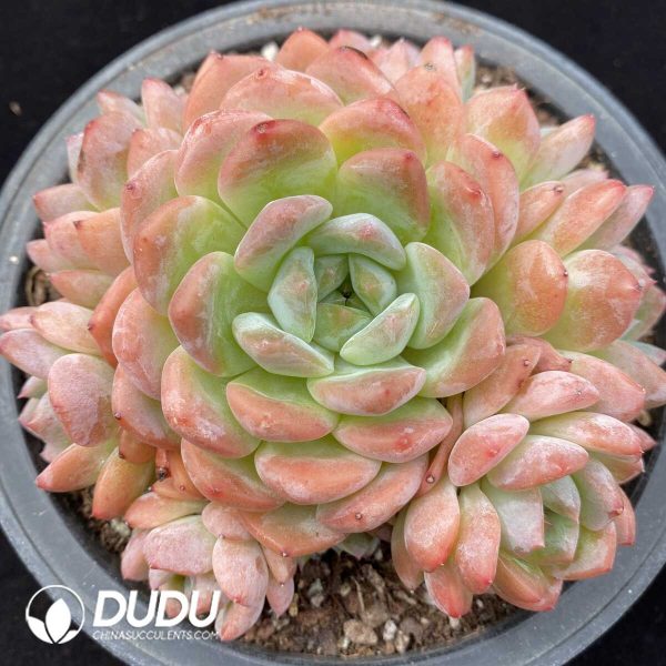 Echeveria Sakura Dream Cluster - Image 1