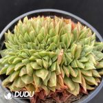 Echeveria sp Gilo Cristata