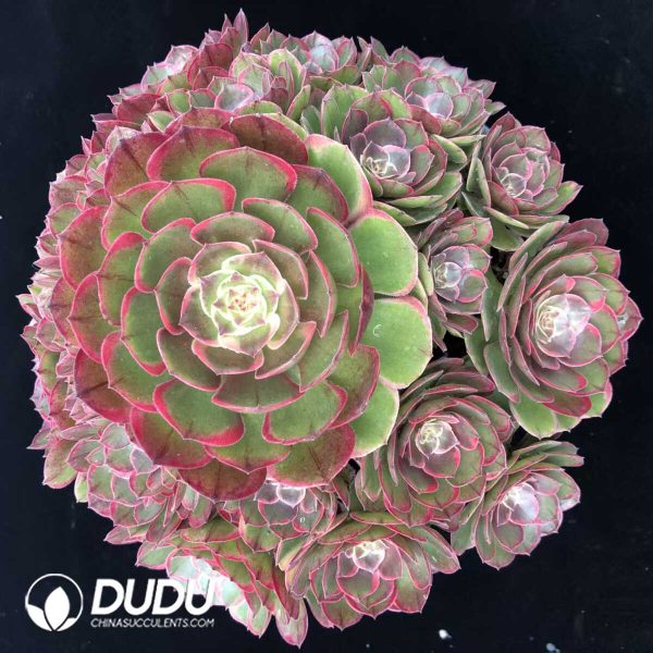 e201-1246.jpg Aeonium Pink Flower Fairy Bouquet Cluster - Image 1
