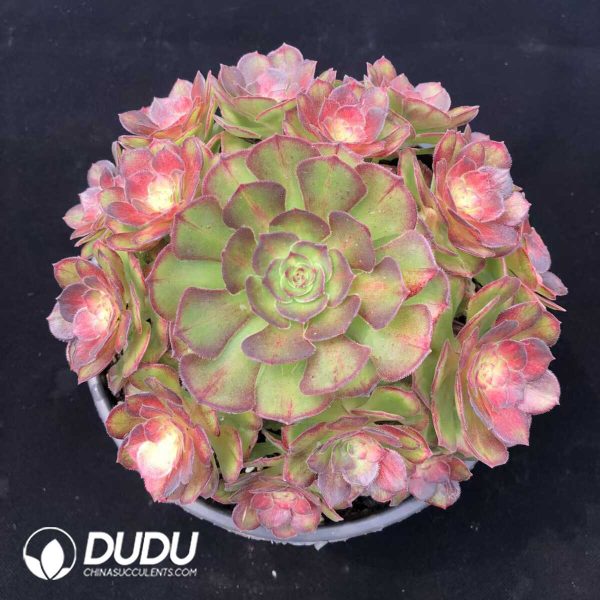 e201-1249.jpg Aeonium Neptune Colorful Cluster - Image 1