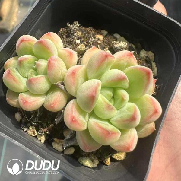 Echveria Raccooon Double Head - Image 1