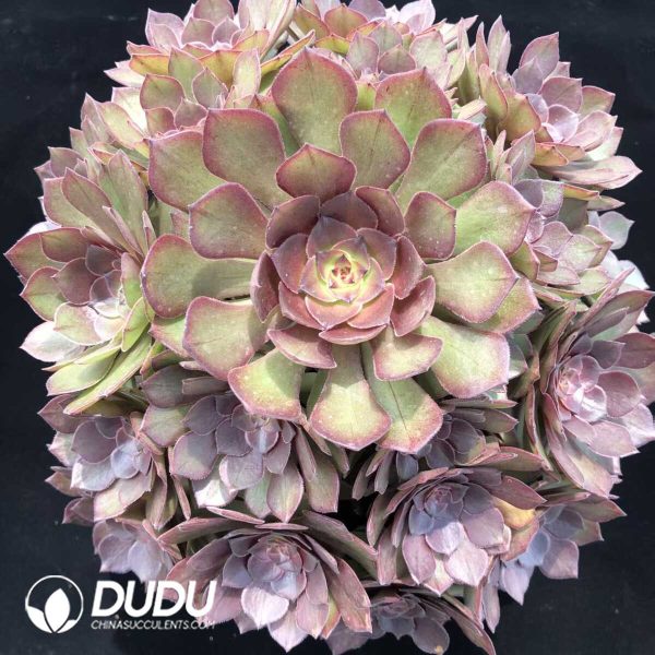 e201-1251.jpg Aeonium Red Devil Cluster - Image 1
