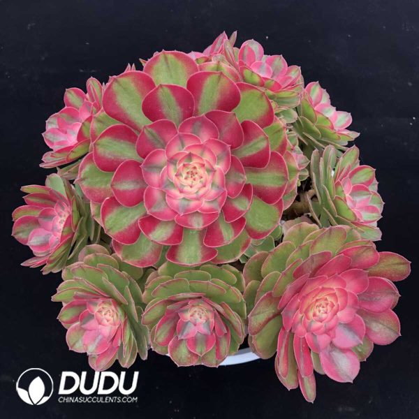 e201-1253.jpg Aeonium Lychee Clustering - Image 1