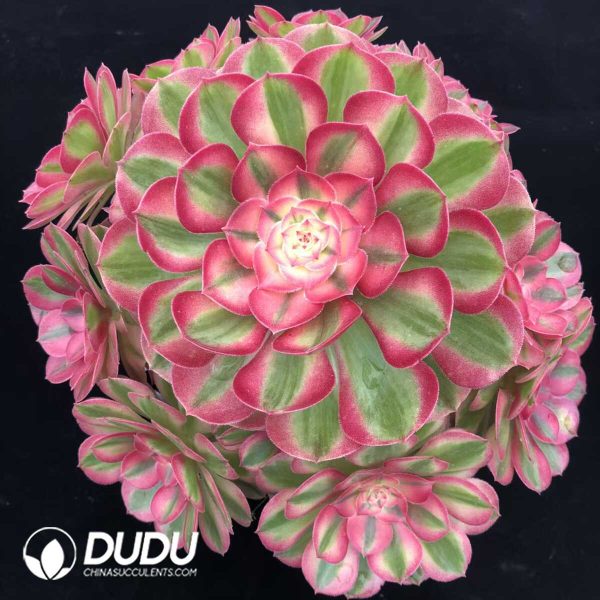 e201-1254.jpg Aeonium Qing Cheng Clustering - Image 1