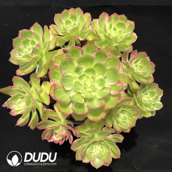 e201-1255.jpg Aeonium Multicolored Lights Clustering - Image 1