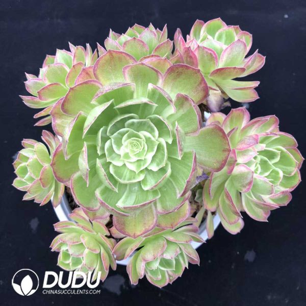 e201-1256.jpg Aeonium Multicolored Lights Clustering - Image 1