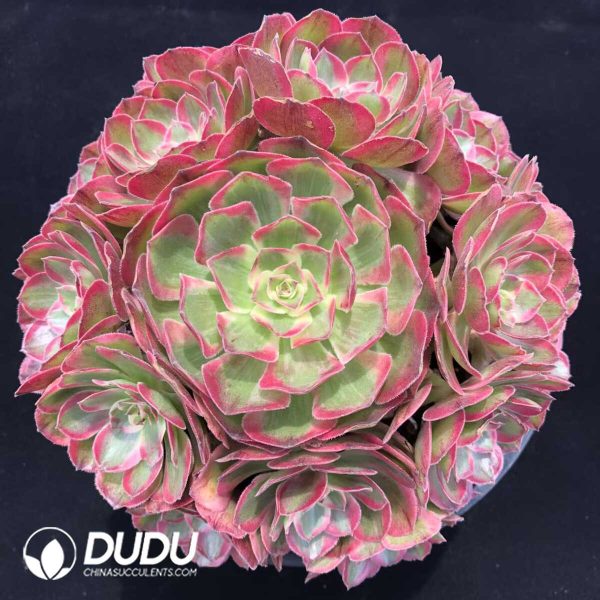 e201-1258.jpg Aeonium Zhao He Clustering - Image 1