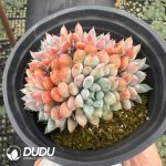 Echeveria setosa v. demenita Clustering