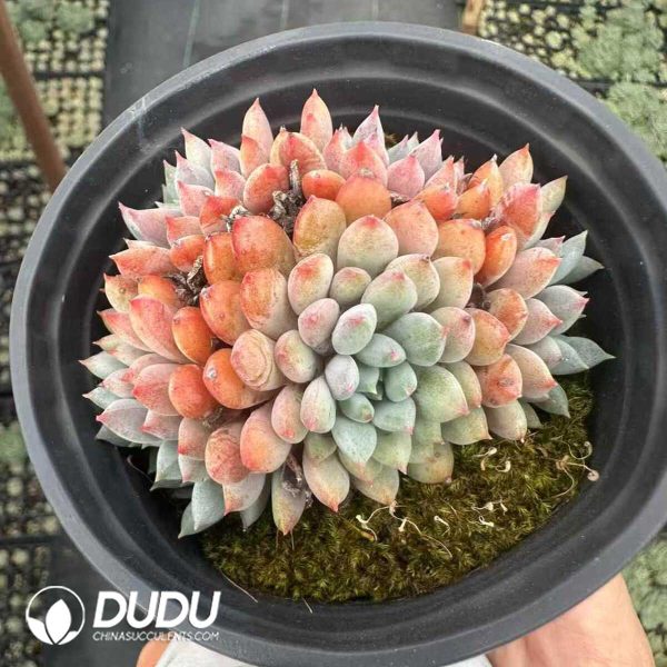 Echeveria setosa v. demenita Clustering - Image 1