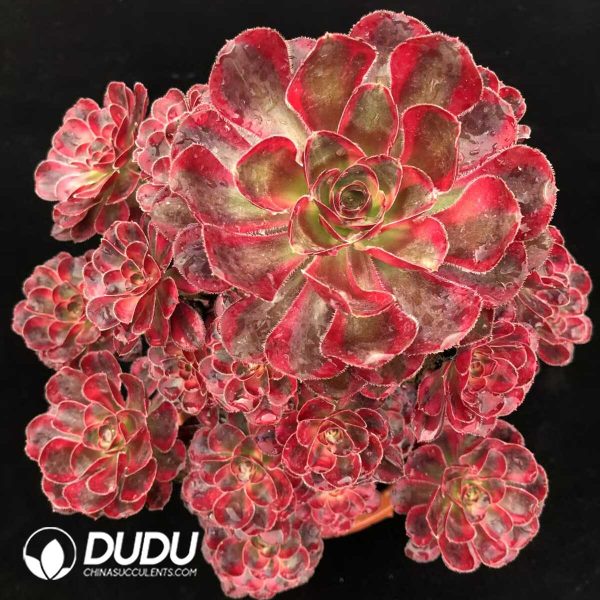 e201-1260.jpg Aeonium Red Rose Clustering - Image 1