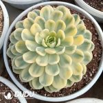 Echeveria Strawberry Ice Variegated