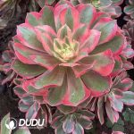 Aeonium Lafite Clustering