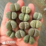 Lithops otzeniana Nel