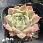 Echeveria Snow Pear