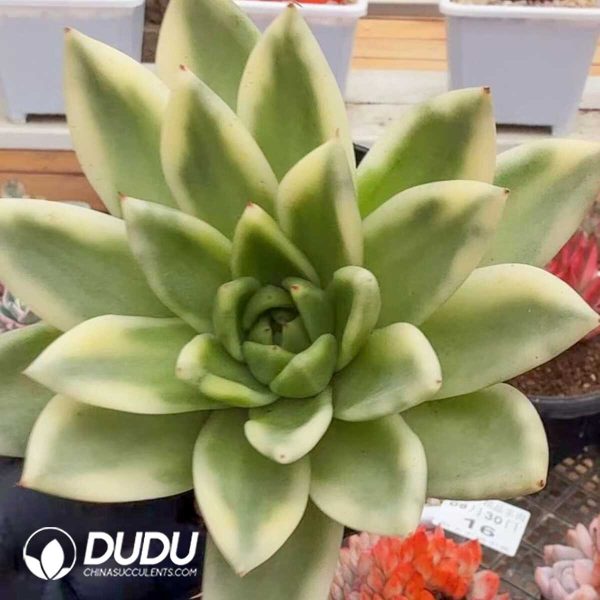 Echeveria Fushang Maria Variegated - Image 1