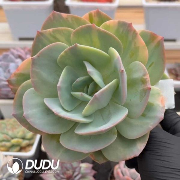 Echeveria White Phoenix Variegated - Image 1