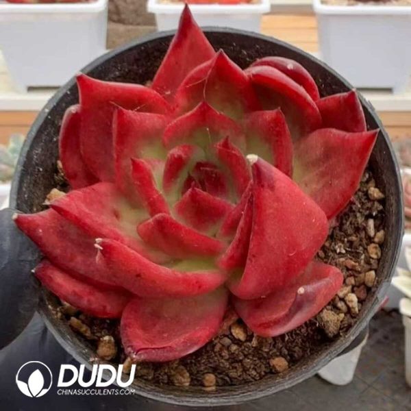 e201-1272.jpg Echeveria Shredded Beef Variegated - Image 1