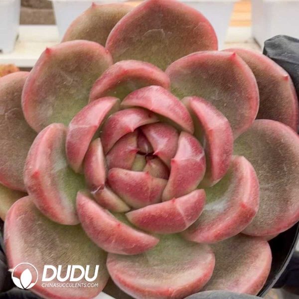 e201-1273.jpg Echeveria Prajna Jenny - Image 1