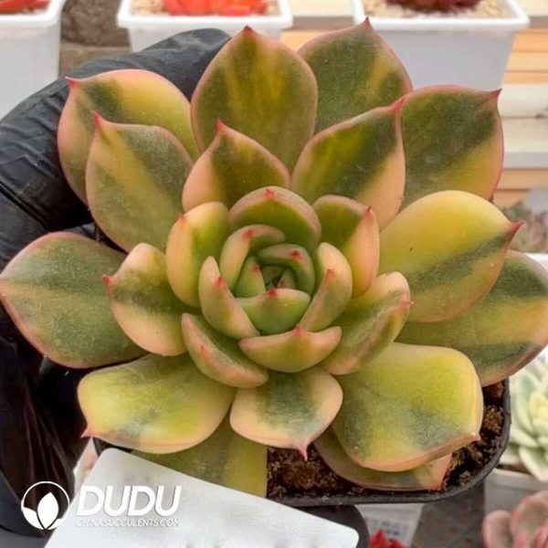 Echeveria Akasya Variegated - Image 1