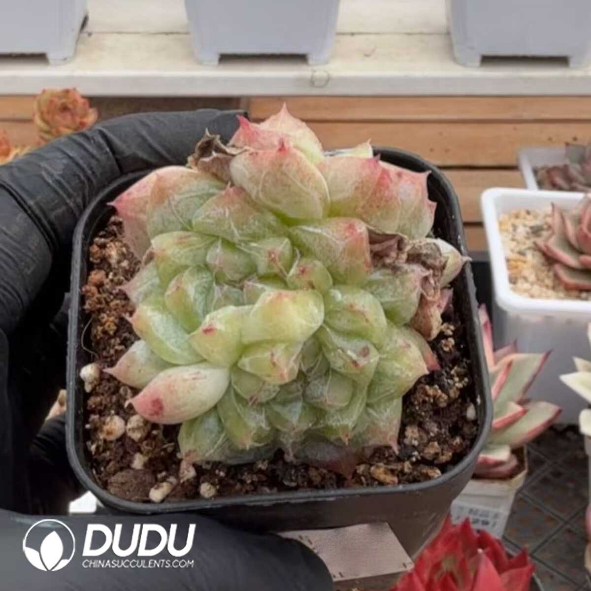 e201-1275.jpg Echeveria Nanke Dream Clustering - Image 1