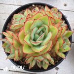 Echeveria Peony Pavilion whole Clustering