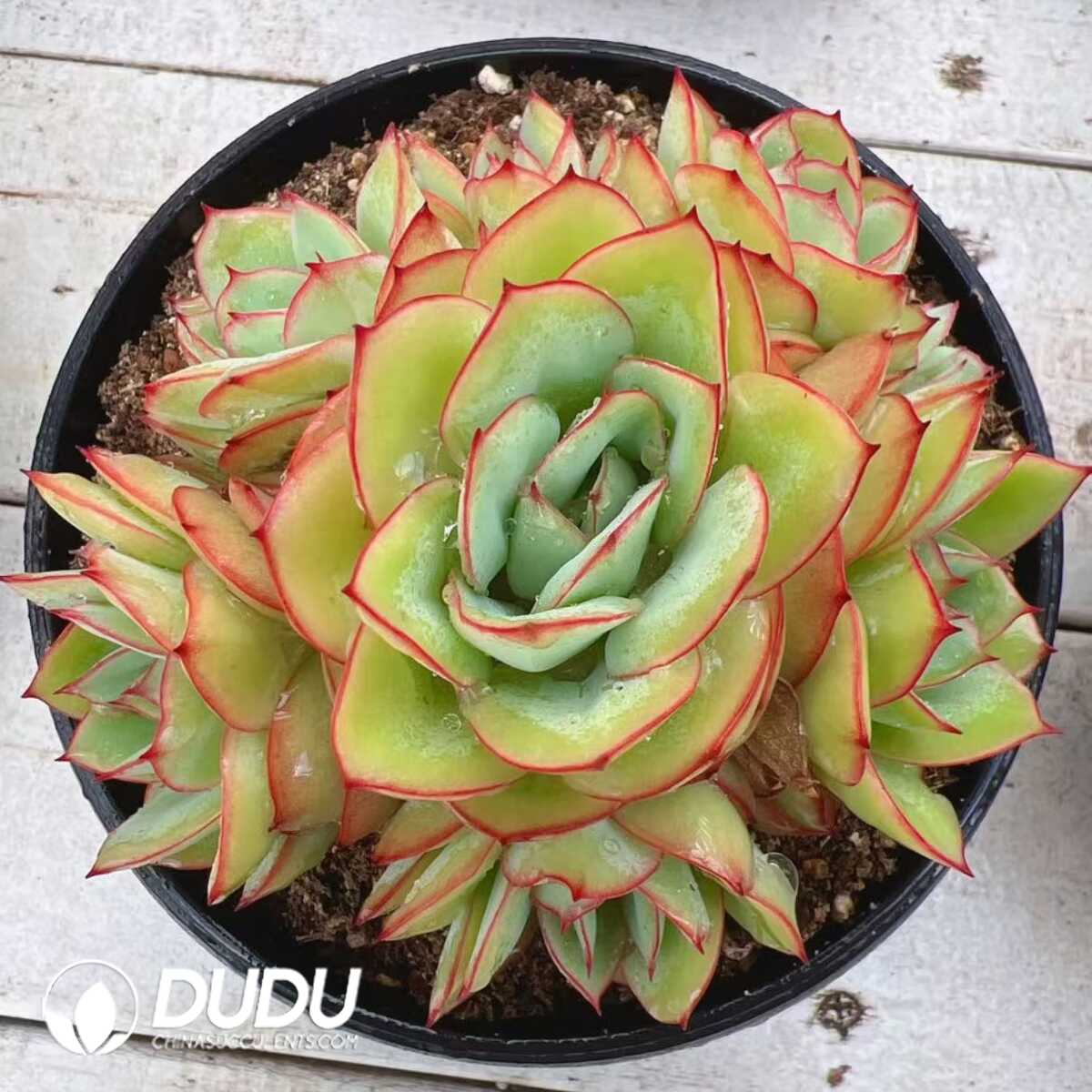 e201-1277.jpg Echeveria Peony Pavilion whole Clustering - Image 1