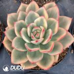 Echeveria Large Azure Variegated Single Head with Pups