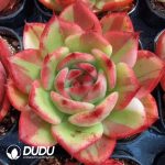 Echeveria Staples Variegated