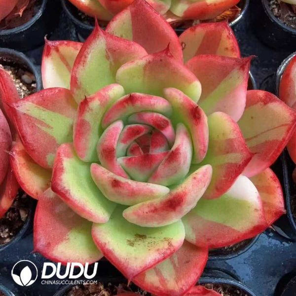 Echeveria Staples Variegated - Image 1