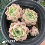 Echeveria Snow Pear Clustering