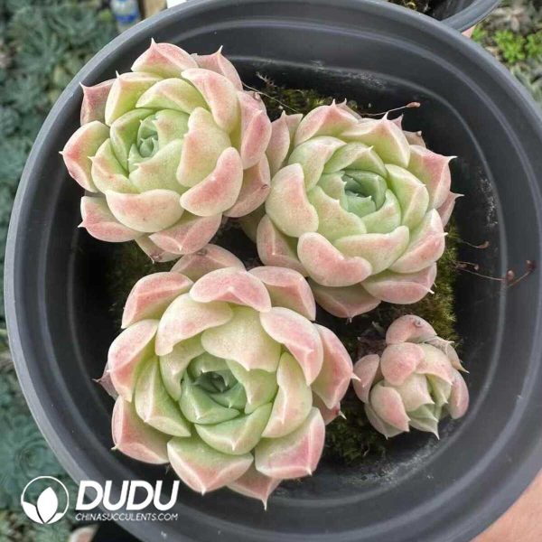 e201-128.jpg Echeveria Snow Pear Clustering - Image 1