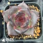 Echeveria Black Swan