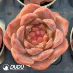 Echeveria Muzi Jenny