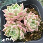Echeveria Snow Pear Clustering